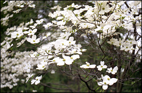 dogwoods(a)_500.jpg