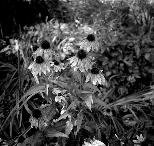 old-flowers-aug2004.jpg