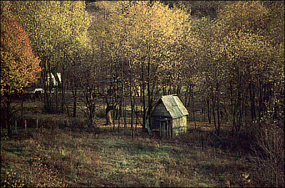 Plum in the fall