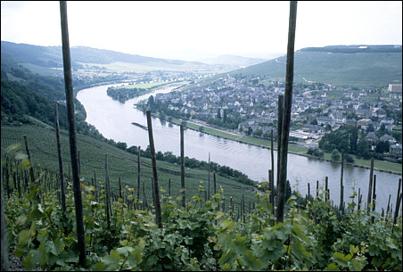 Wine fields
